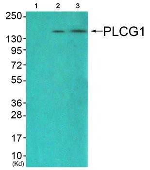 PLCG1 antibody