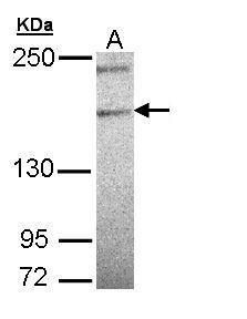 TENC1 antibody [C2C3], C-term