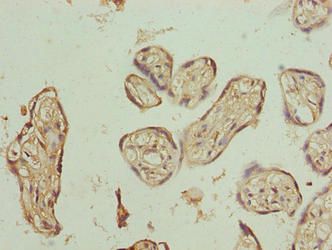 PLCXD1 Antibody