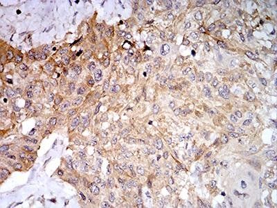 PLD2 Antibody