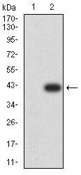 PLD2 Antibody