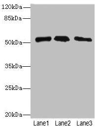 PLD4 Antibody