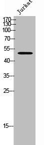 PLD4 Antibody
