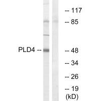 PLD4 Antibody