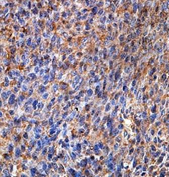 PLD4 Rabbit Polyclonal Antibody