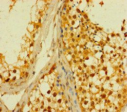 PLD6 Antibody
