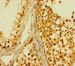 PLD6 antibody