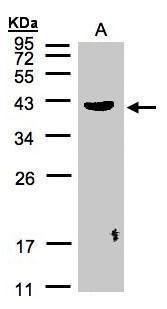 Pleckstrin Rabbit Polyclonal Antibody