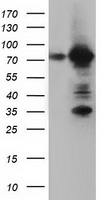 PLEK Antibody