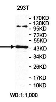 PLEKHA9 antibody