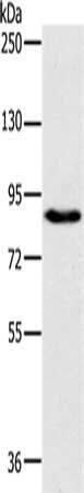 PLEKHG6 antibody