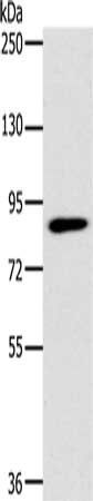 PLEKHG6 antibody