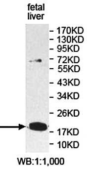 PLEKHJ1 Rabbit Polyclonal Antibody