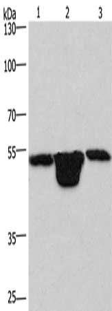 PLEKHO1 Antibody