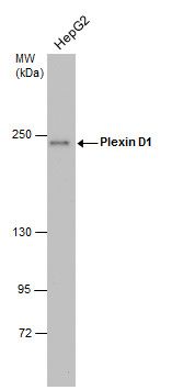 Plexin D1 antibody