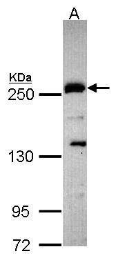 Plexin D1 antibody [C3], C-term