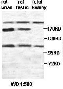 Plexin-B1 antibody