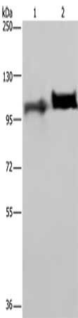 PLG Antibody