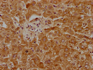 PLG Antibody