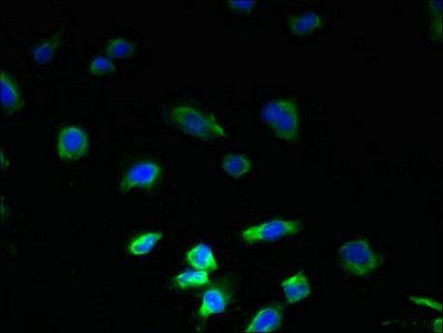 PLGRKT Antibody