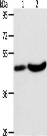 PLIN2 Antibody