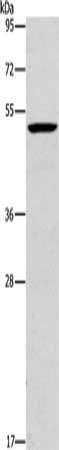 PLIN2 Antibody