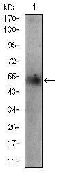 PLIN2 Antibody