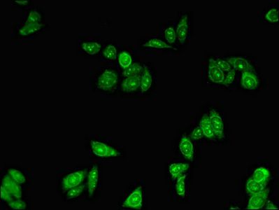 PLIN3 Antibody