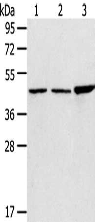 PLIN3 antibody