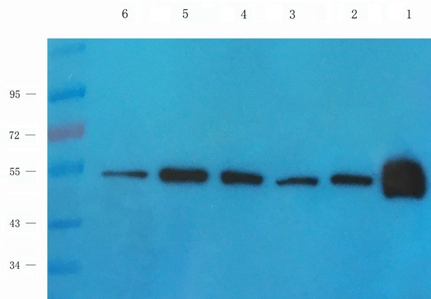 PLK1 antibody