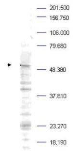 Plk1 (phospho-T210) antibody