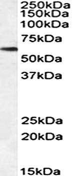 PLK1 (aa287-298) Antibody