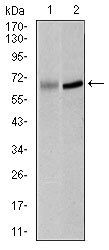 PLK1 Antibody