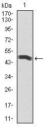 PLK1 Antibody