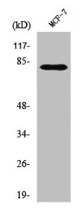 PLK2 Antibody