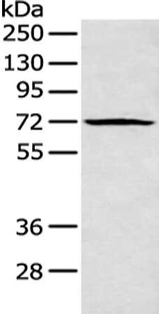 PLK3 antibody