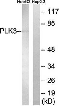 PLK3 Antibody