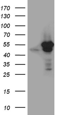 PLK4 Antibody
