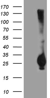 PLK4 Antibody
