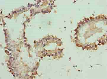 PLP1 Antibody