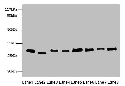 PLP1 antibody