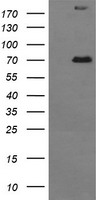 PLPBP Antibody