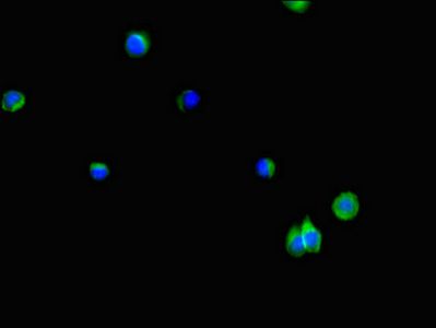 PLPP3 Antibody