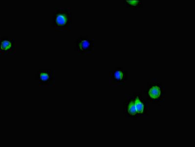 PLPP3 antibody