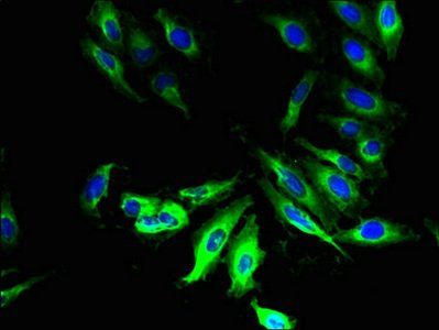 PLPPR2 Antibody