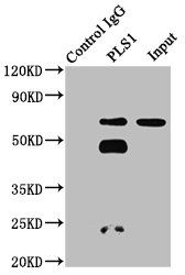 PLS1 Antibody