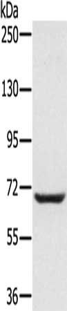 PLS3 Antibody