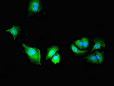 PLS3 Antibody