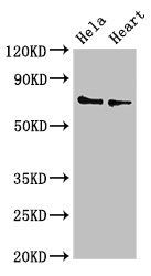 PLS3 Antibody