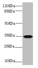 PLSCR1 Antibody
